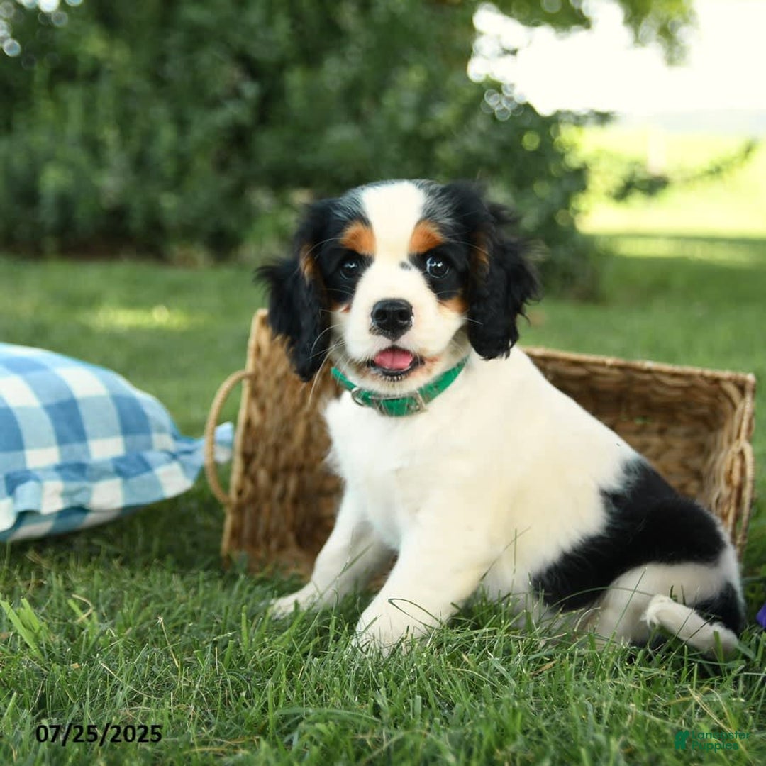 Cockalier dogs for sale: Champion - Image 11