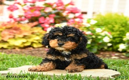 Miniature Poodle dogs for sale: Banjo - Image 3