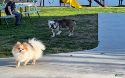 Pomeranian dogs for sale: Pollie - Image 6