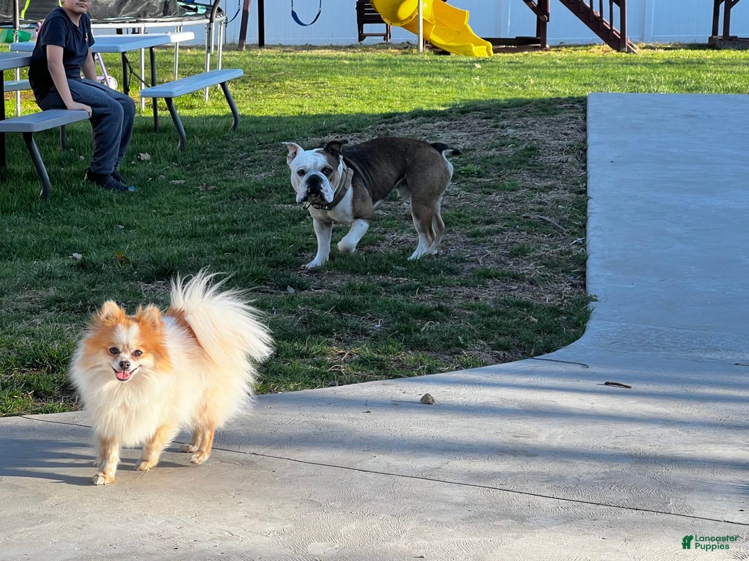Pomeranian dogs for sale: Pollie - Image 6