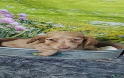 Miniature Dachshund dogs for sale: Pierce - Image 5
