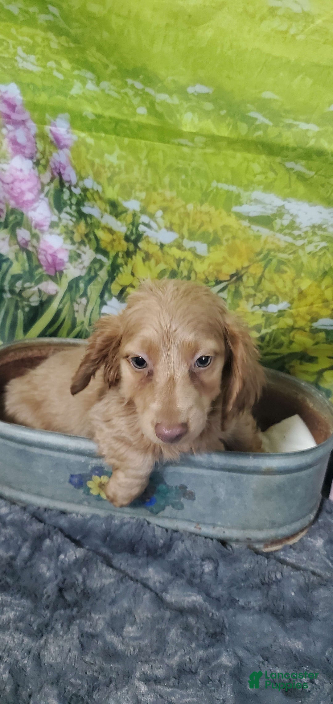 Miniature Dachshund dogs for sale: Pierce - Image 5