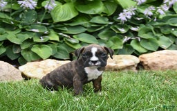 Boxer dogs for sale: Donna - Image 5