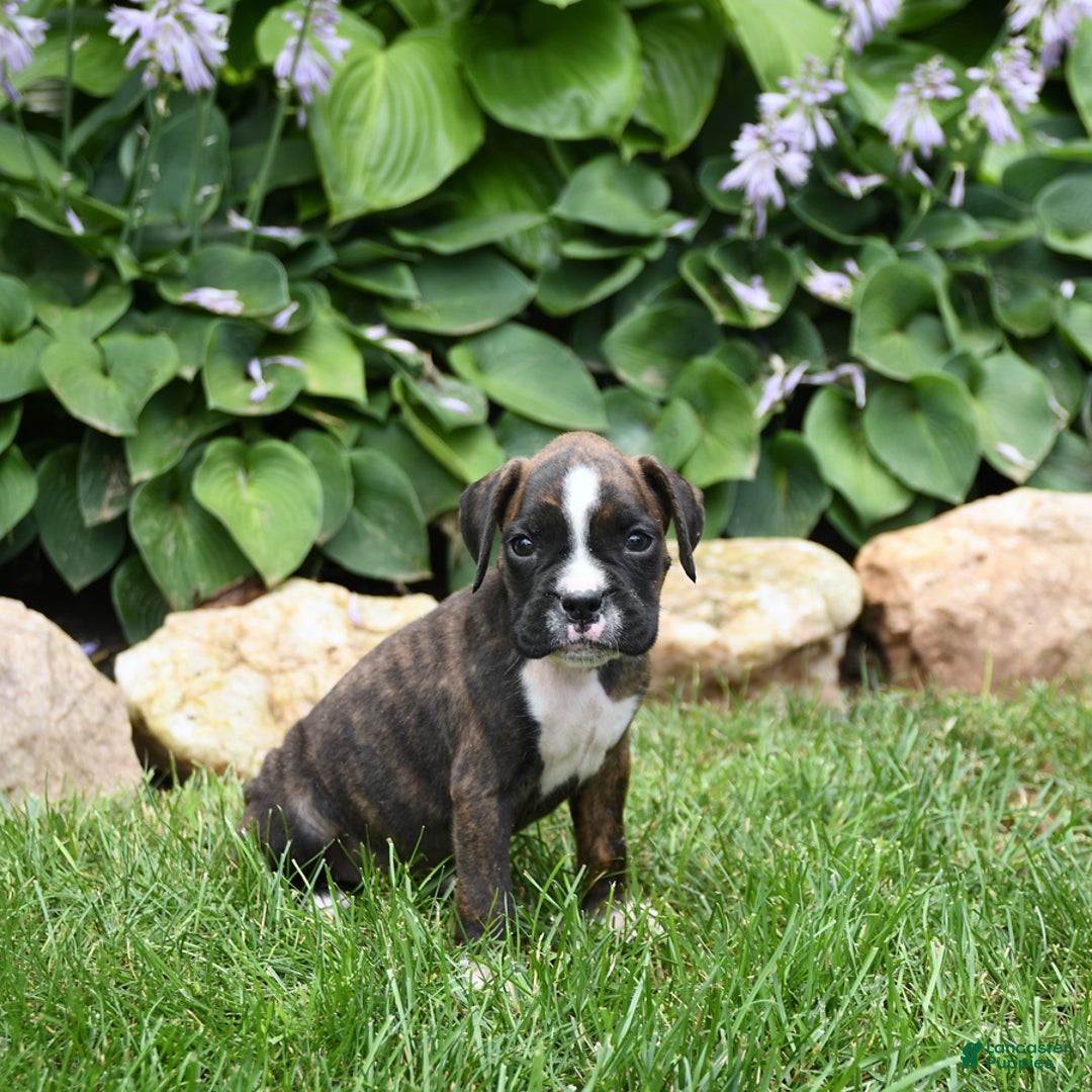 Boxer dogs for sale: Donna - Image 5