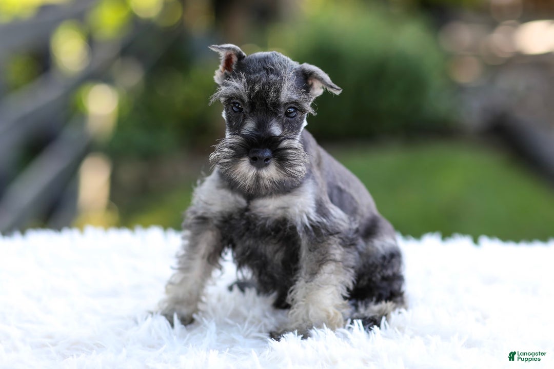 Miniature Schnauzer dogs for sale: Asher - Image 6