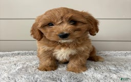  dogs for sale: Mini Goldendoodle 7 puppies - Image 15
