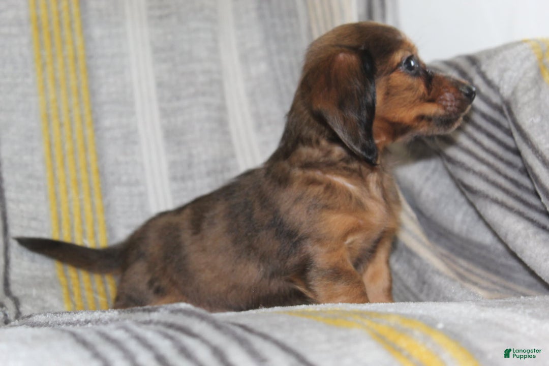 Miniature Dachshund dogs for sale: Zero - Image 6