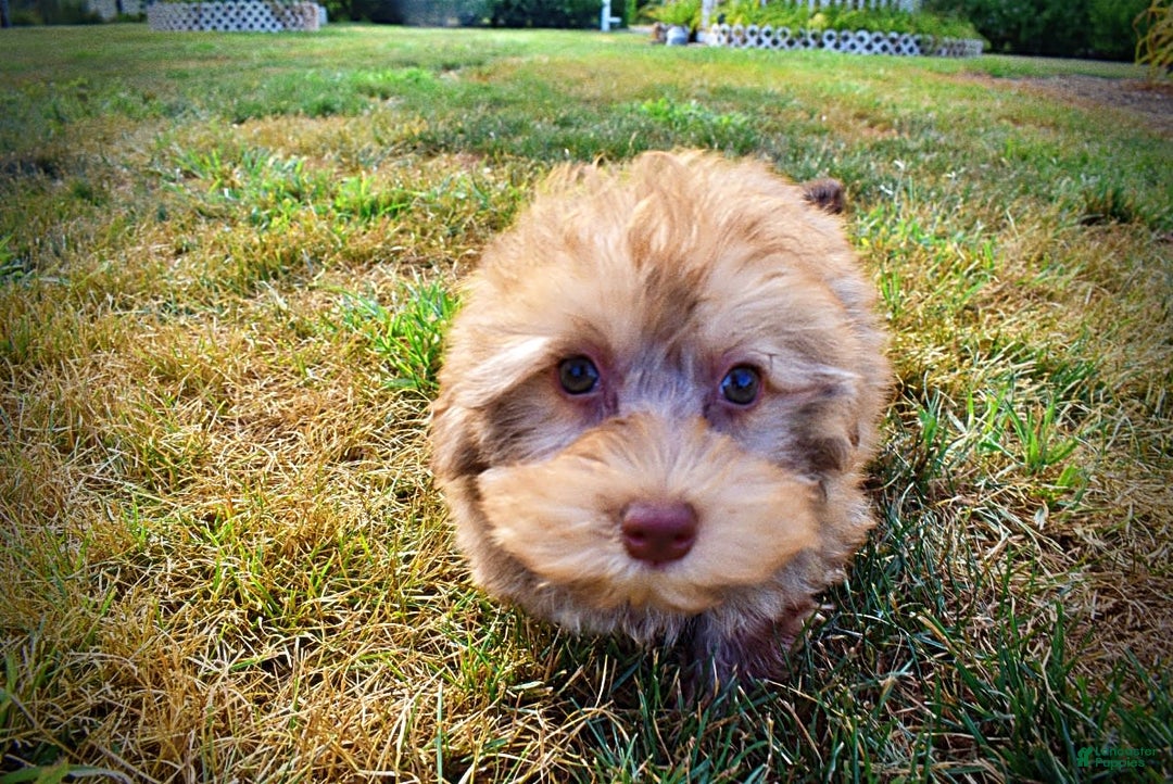 Havapoo dogs for sale: Jazzy - Image 11