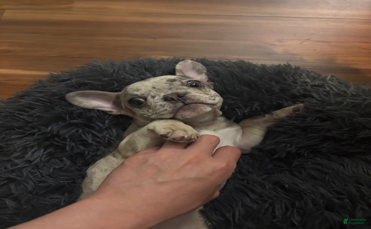 French Bulldog dogs for sale - Ad 1