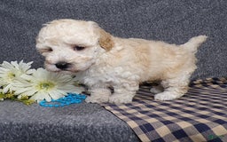 Havapoo dogs for sale: Kye - Image 1