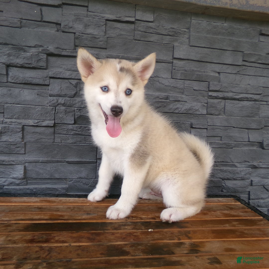 Pomsky dogs for sale: Silas - Image 5