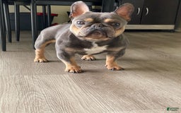 French Bulldog dogs for stud: Baby Yoda - Image 1