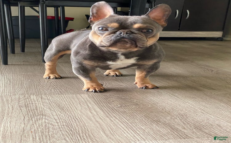 French Bulldog dogs for stud - Ad 1