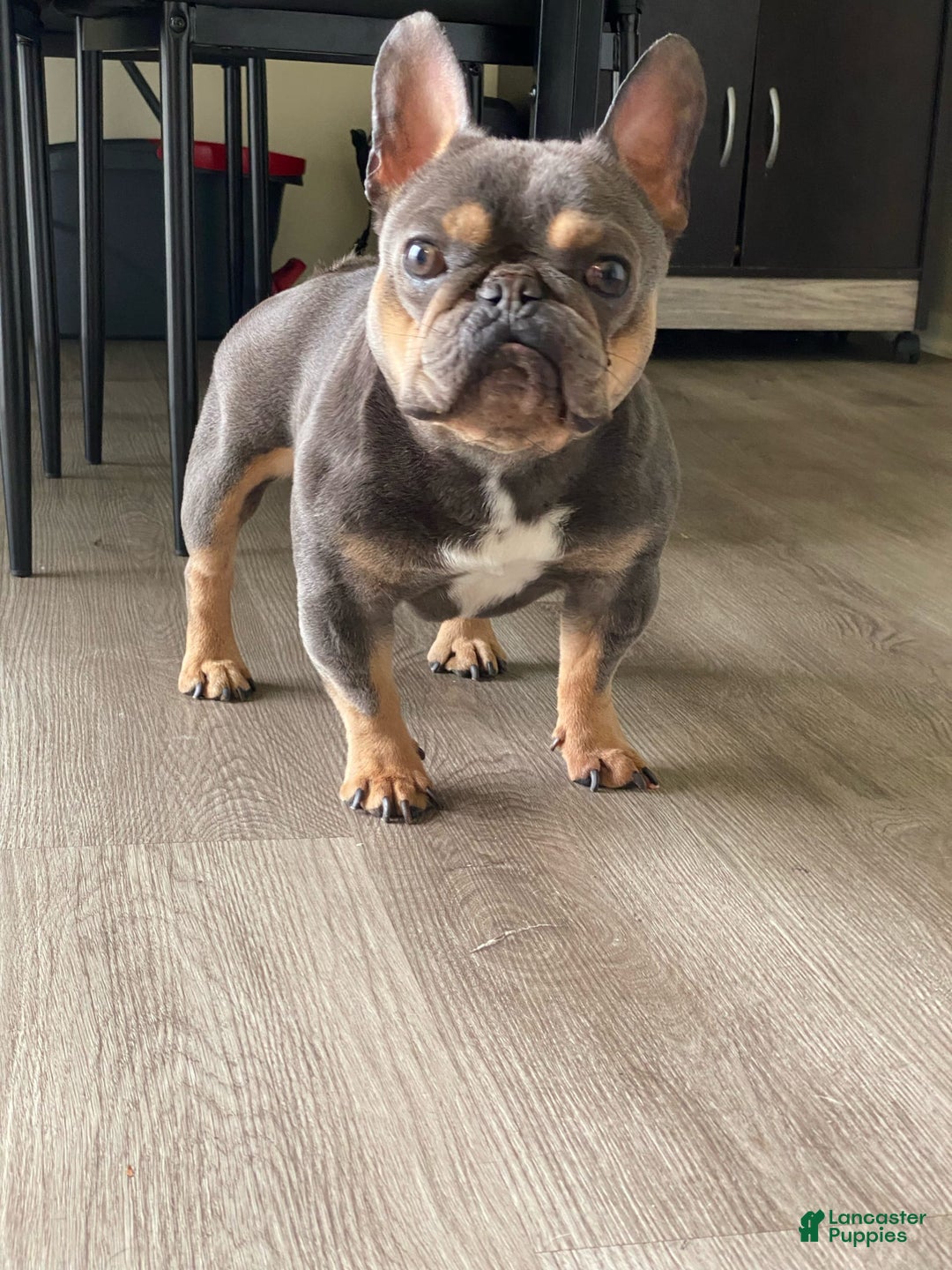 French Bulldog dogs for stud: Baby Yoda - Image 1