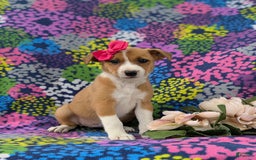 Jack Russell Terrier dogs for sale: Lacey - Image 6
