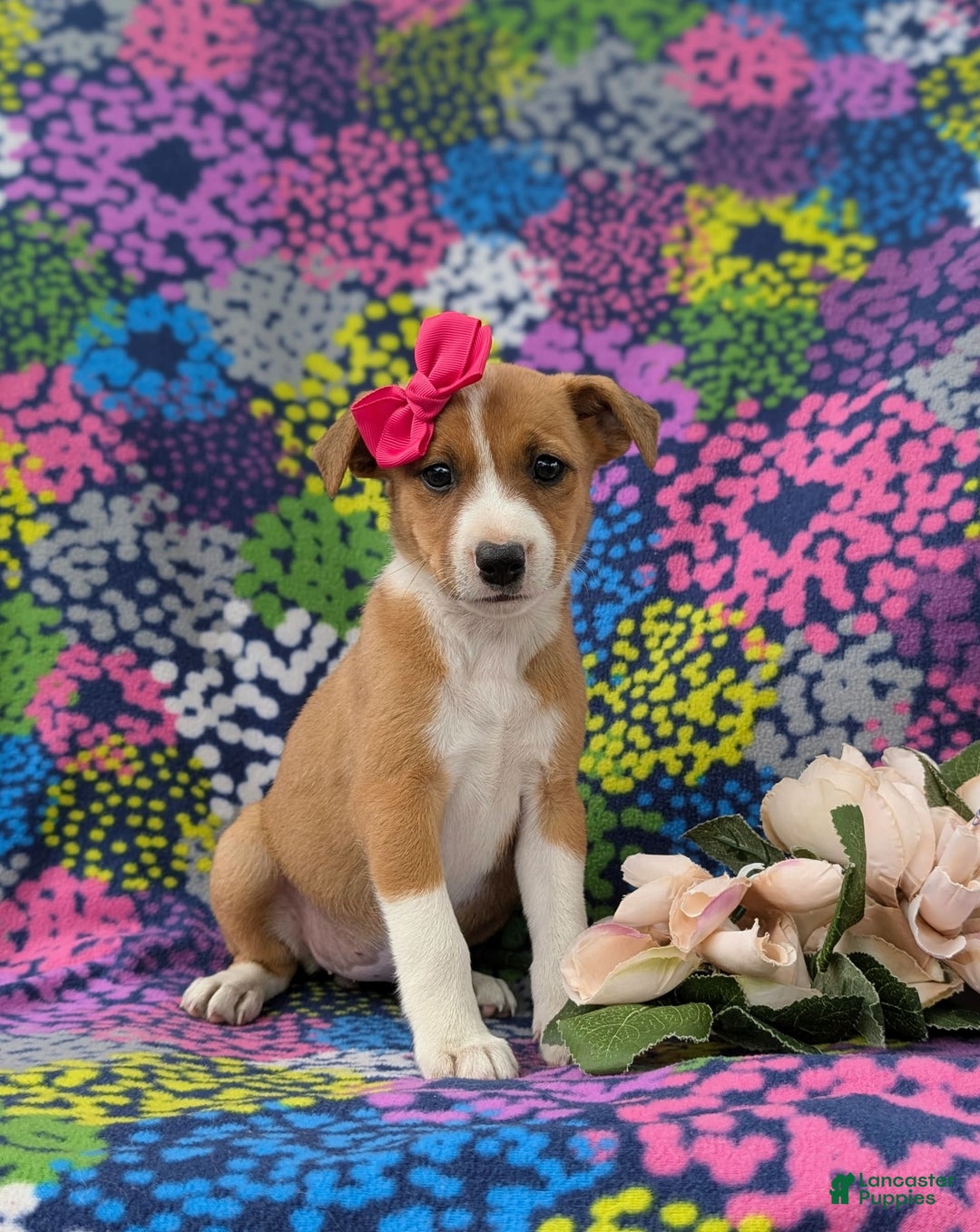 Jack Russell Terrier dogs for sale: Lacey - Image 6