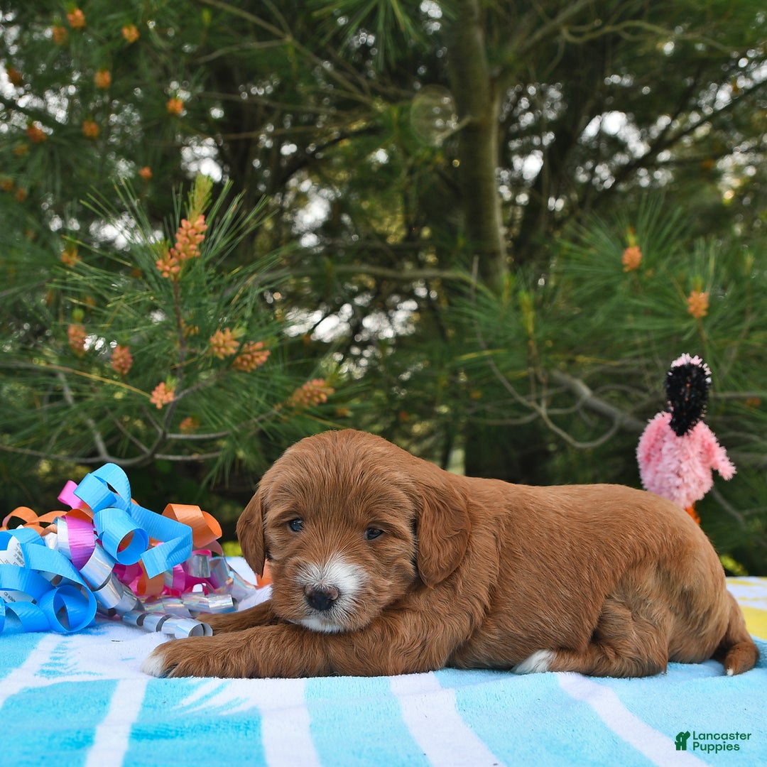 Mini Goldendoodle dogs for sale: Dixie - Image 21