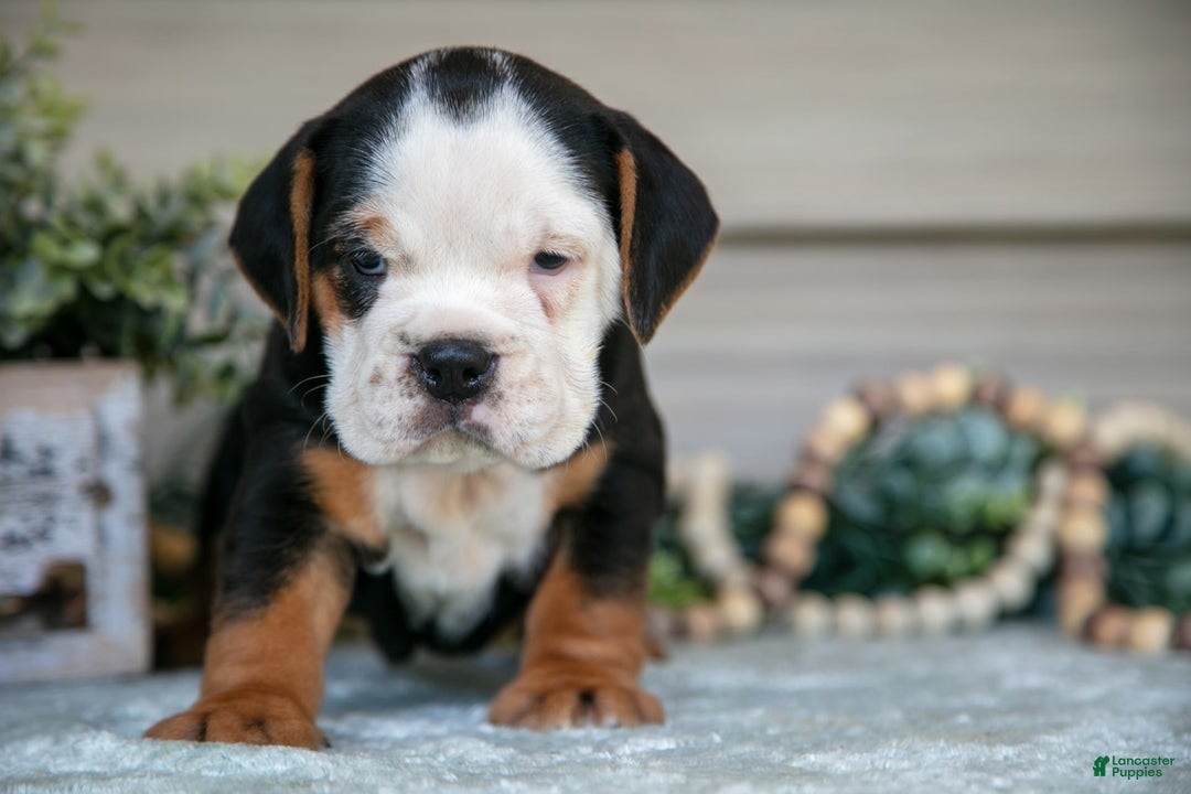 Beabull dogs for sale: Lainey - Image 2