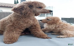 Miniature Poodle dogs for sale: Anton - Image 3