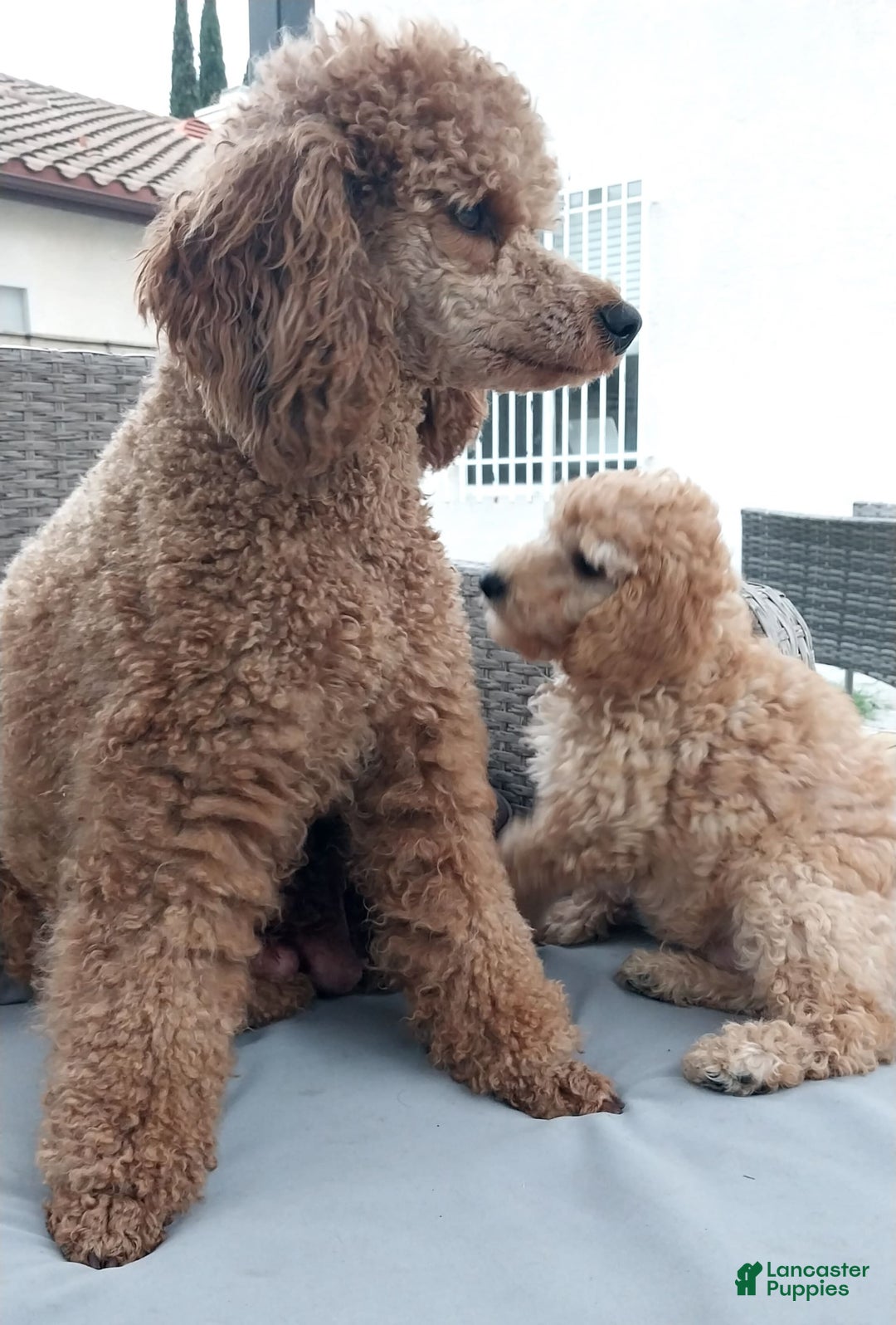 Miniature Poodle dogs for sale: Anton - Image 3