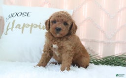 Mini Goldendoodle dogs for sale: Evan - Image 4