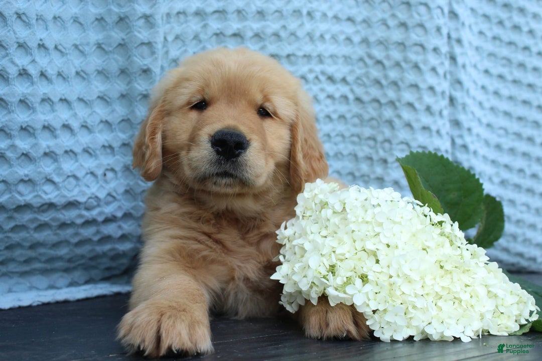Golden Retriever dogs for sale: Trouble - Image 3