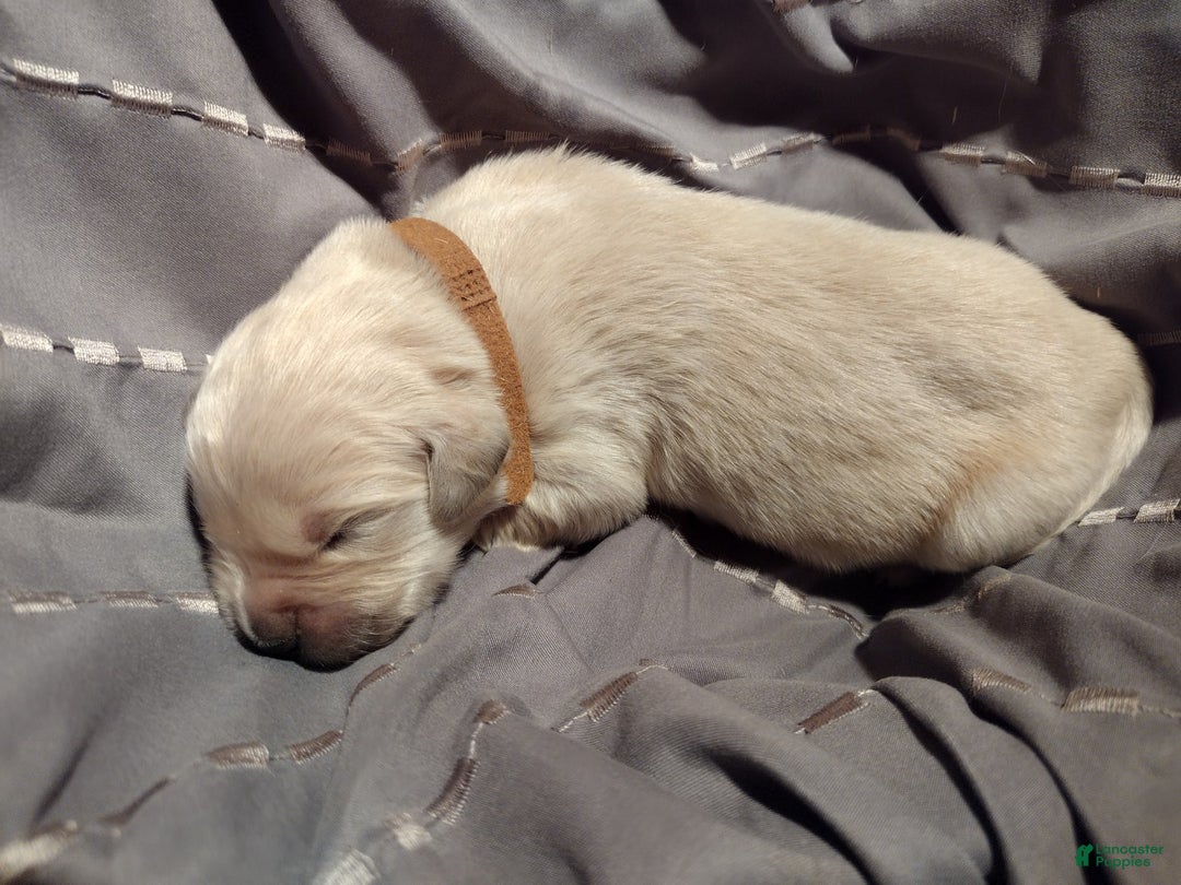Golden Retriever dogs for sale: Pixie - Image 12