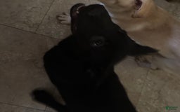 Belgian Malinois dogs for sale: Ulf-keine - Image 6
