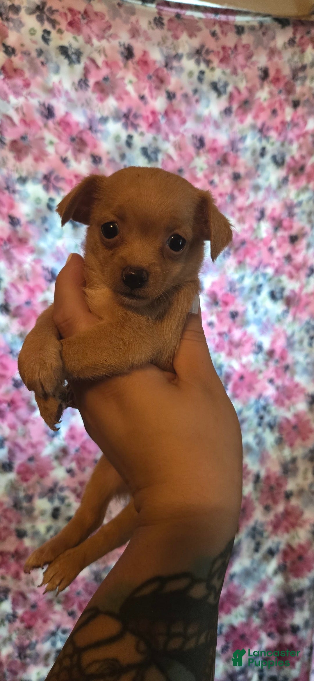 Chipoo dogs for sale: Hope - Image 5