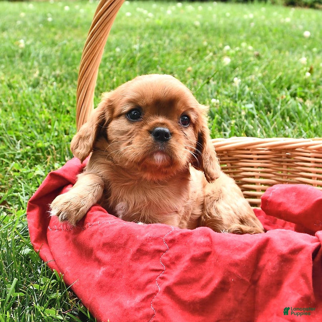 Cavalier King Charles Spaniel dogs for sale: Flossie - Image 8