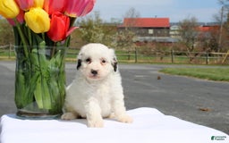 Mini Bernedoodle dogs for sale: Melanie - Image 2