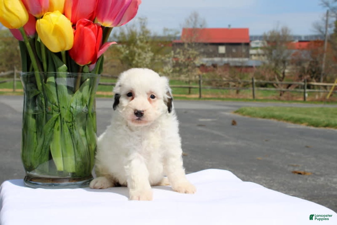 Mini Bernedoodle dogs for sale: Melanie - Image 2