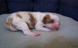 Cavapoo dogs for sale: Penny - Image 1