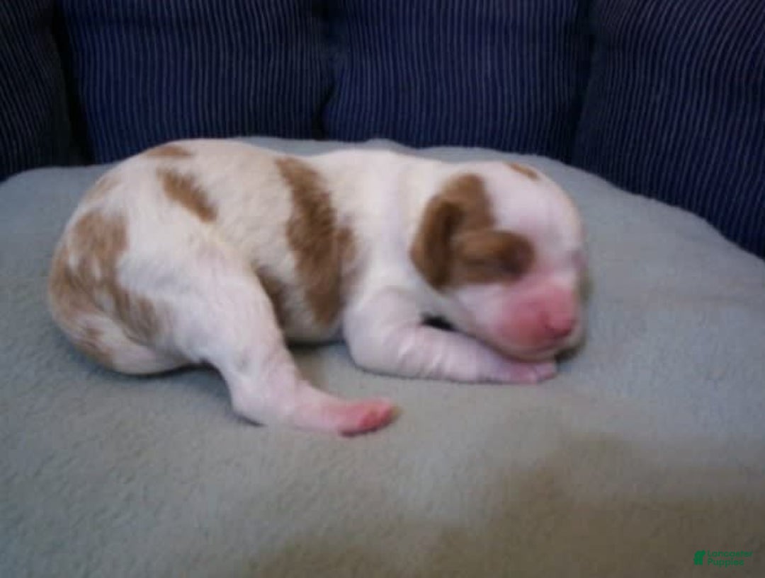 Cavapoo dogs for sale: Penny - Image 1