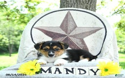 Welsh Corgi Pembroke dogs for sale: Welsh Corgi (Pembroke) 7 puppies - Image 2