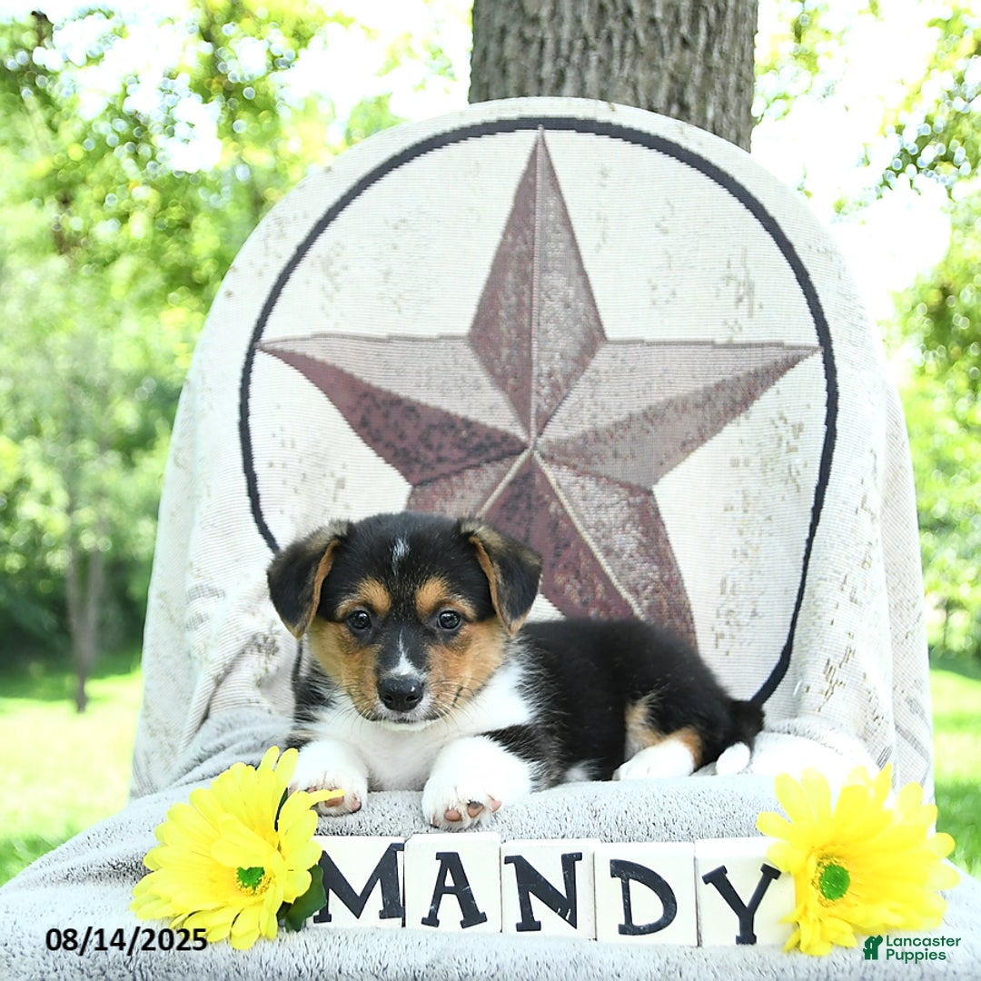 Welsh Corgi Pembroke dogs for sale: Welsh Corgi (Pembroke) 7 puppies - Image 2