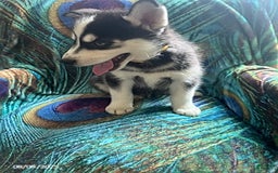 Pomsky dogs for sale: Reggie - Image 3
