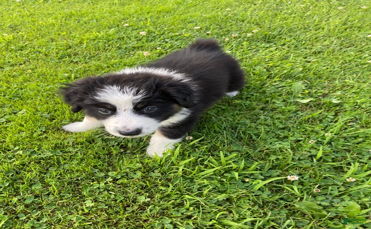 Australian Shepherd dogs for sale - Ad 1