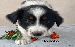 Australian Shepherd dogs for sale: Dakota - Image 2