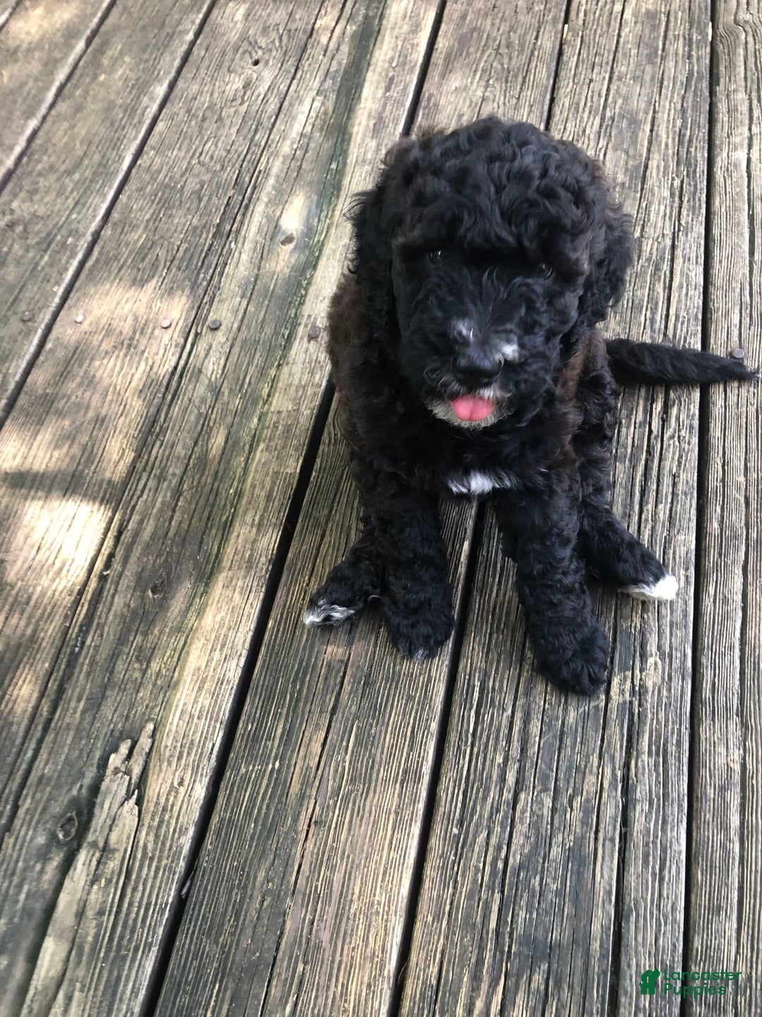 Goldendoodle dogs for sale: Willow - Image 1