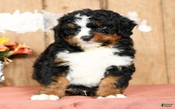 Mini Bernedoodle dogs for sale: Tatum - Image 6