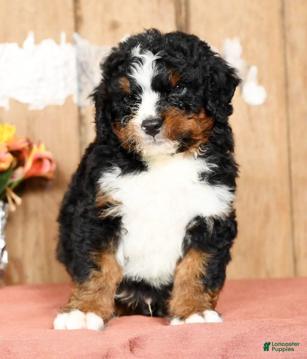 Mini Bernedoodle dogs for sale: Tatum - Image 6