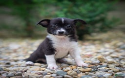 Pomchi dogs for sale: Pomchi 4 puppies - Image 6
