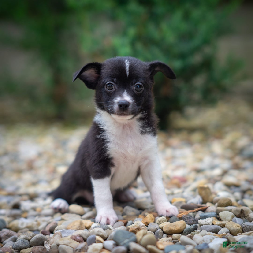 Pomchi dogs for sale: Pomchi 4 puppies - Image 6