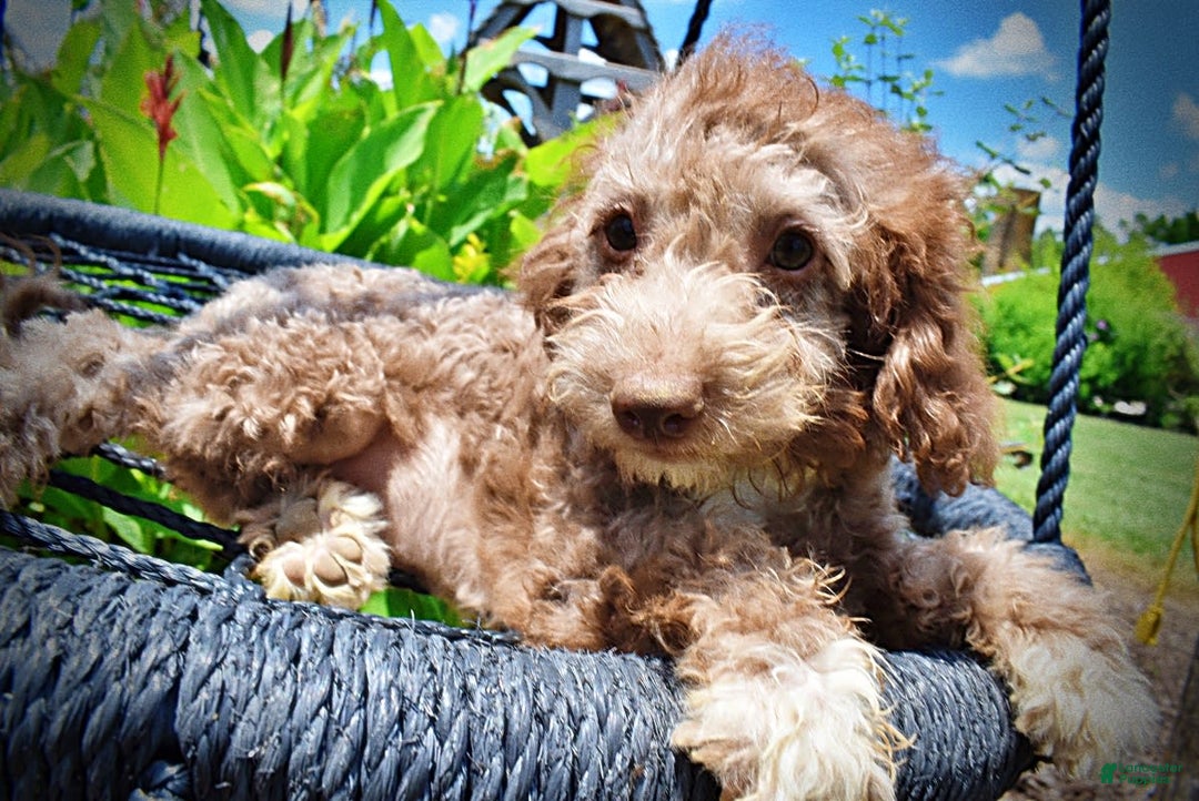 Havapoo dogs for sale: Toto - Image 9