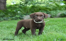 Labrador Retriever dogs for sale: Marley - Image 5