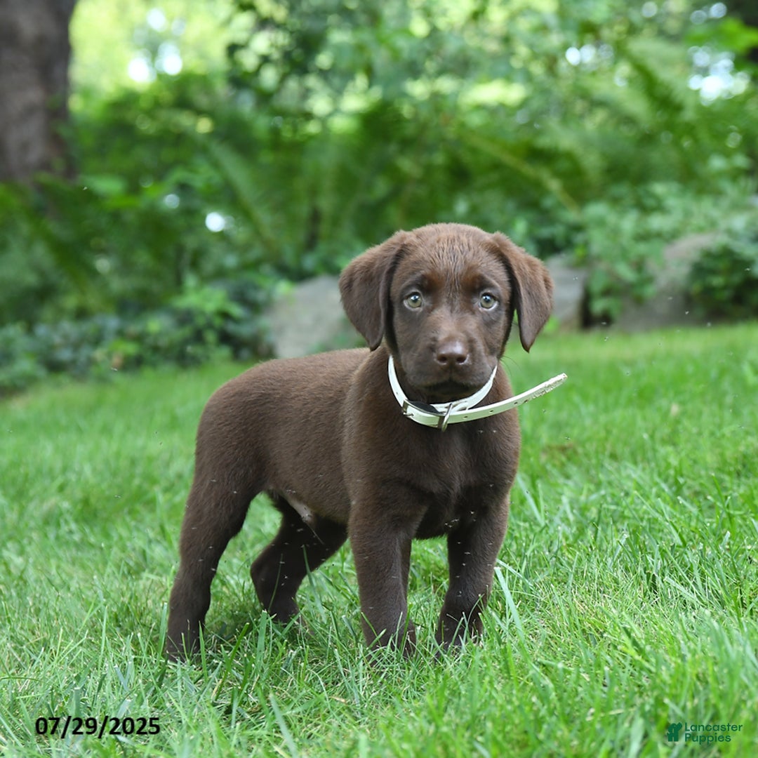 Labrador Retriever dogs for sale: Marley - Image 5