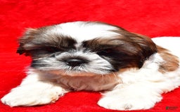 Shih Tzu dogs for sale: Isabella - Image 4