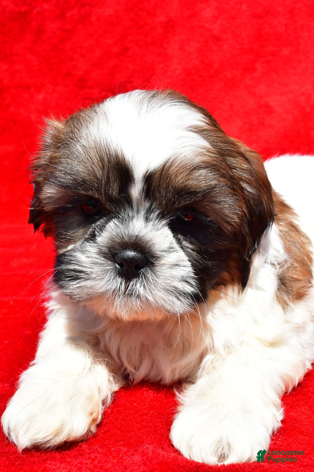 Shih Tzu dogs for sale: Isabella - Image 4