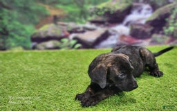 Catahoula Leopard Dog dogs for sale: Jesse 2025 Female 2 - Image 6